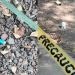 Investiga la FGJ-CDMX presunto envenenamiento masivo de perros en el Parque España